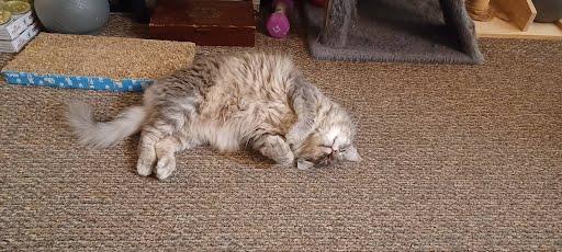 Hamburger, Adoptable, Adult Female Tabby & Domestic Long Hair.