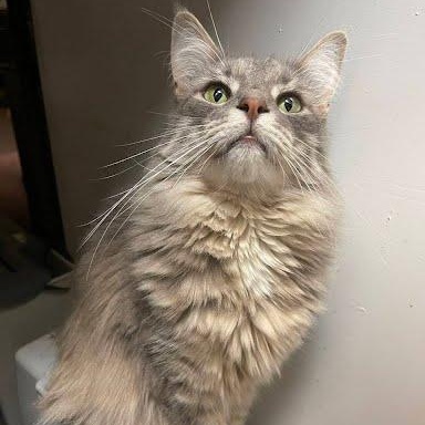 Hamburger, a Adoptable mixed breed in Sacramento, CA image 2/3