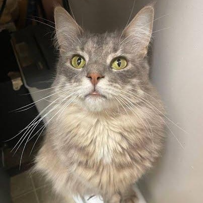 Hamburger, a Adoptable mixed breed in Sacramento, CA image 3/3