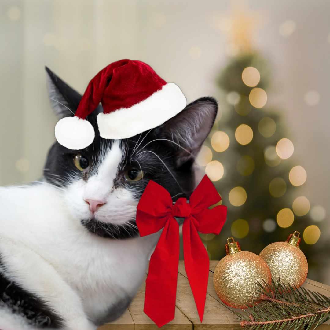 Enlarge Onyx, a Adoptable Domestic Short Hair in Lapeer, MI image 1/4