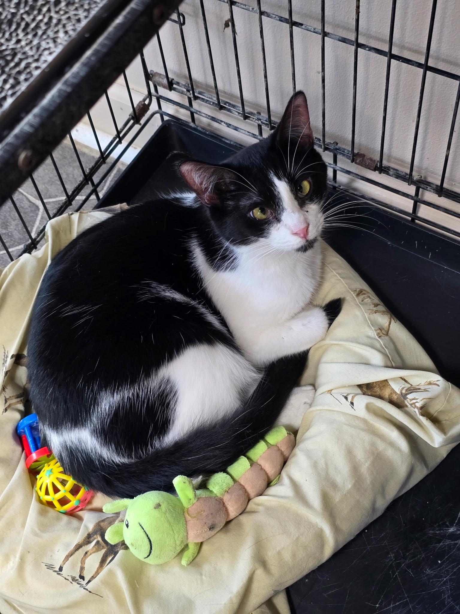 Enlarge Onyx, a Adoptable Domestic Short Hair in Lapeer, MI image 1/4