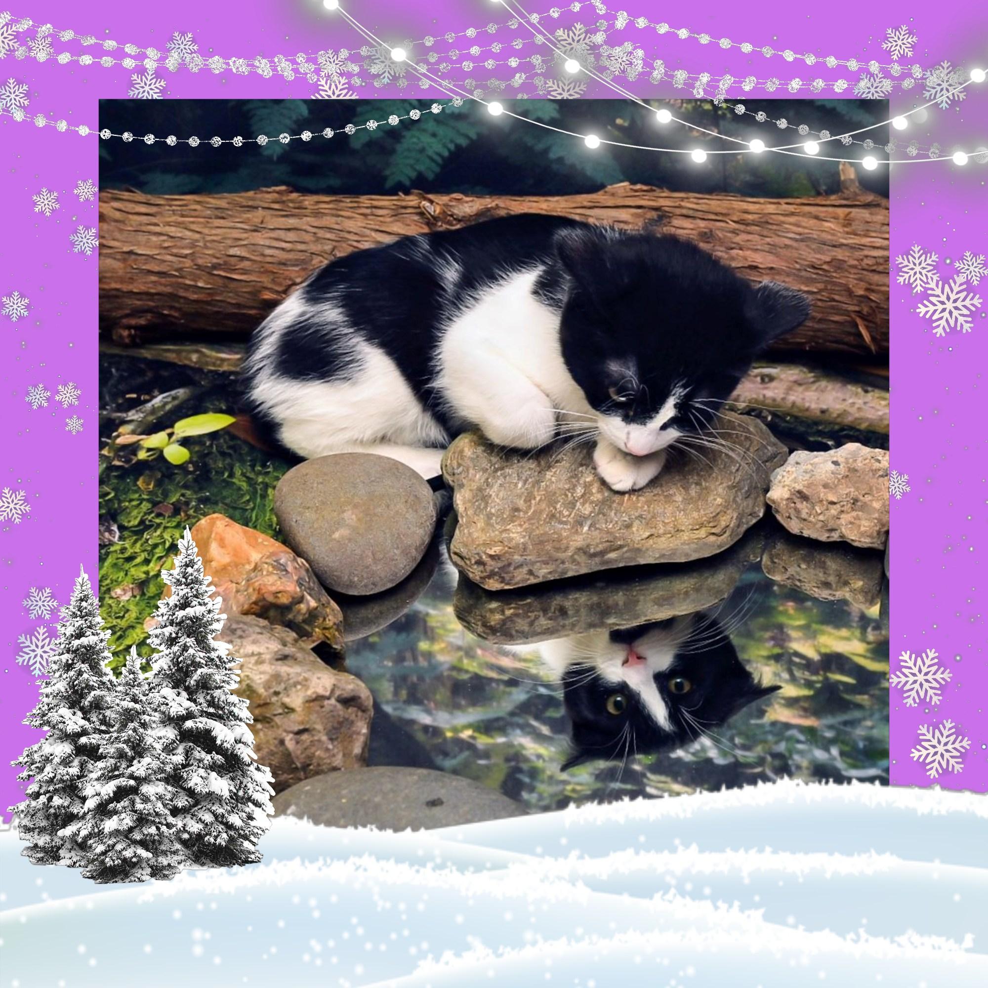 Enlarge Onyx, a Adoptable Domestic Short Hair in Lapeer, MI image 2/4