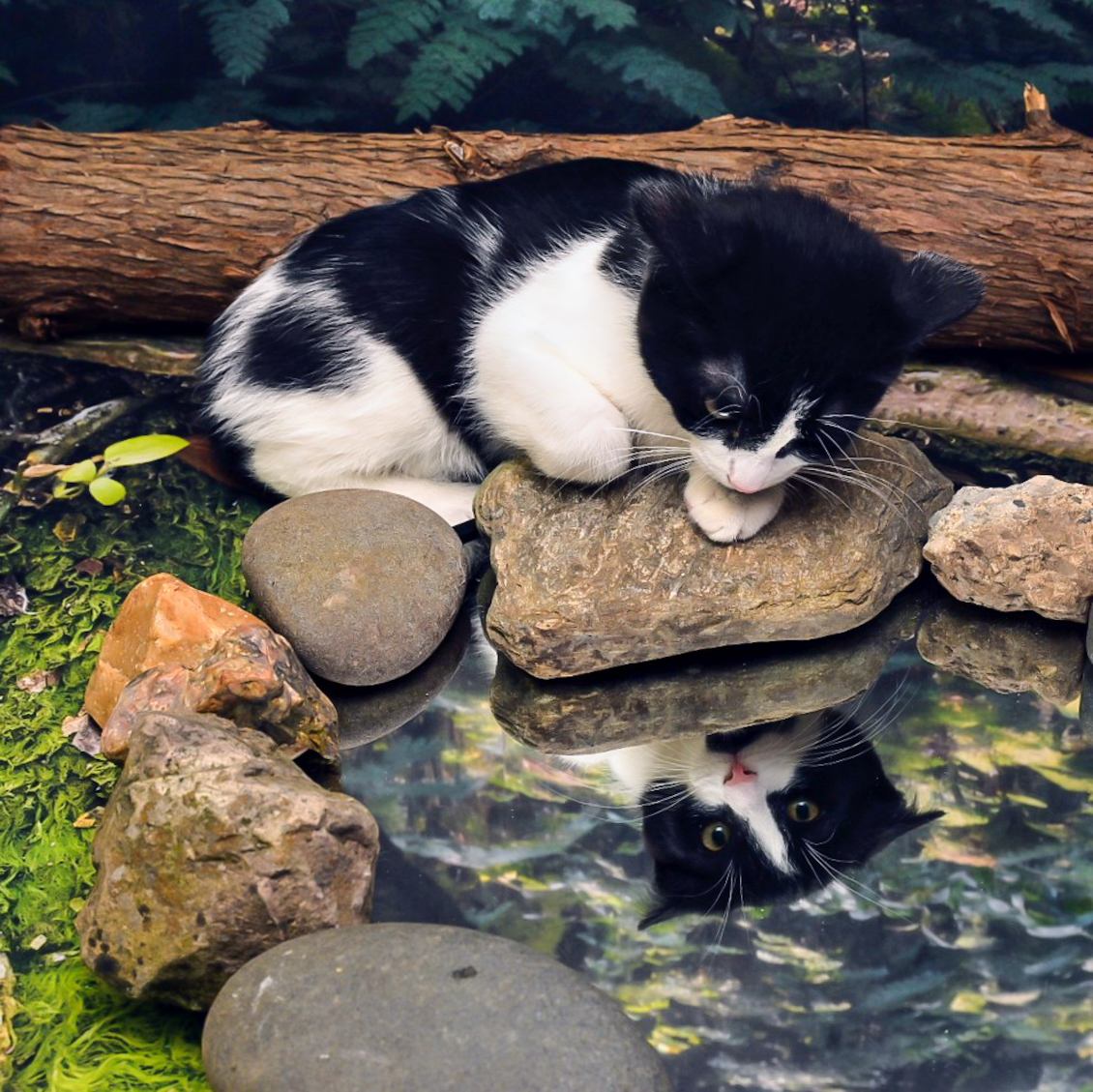 Enlarge Onyx, a Adoptable Domestic Short Hair in Lapeer, MI image 3/4