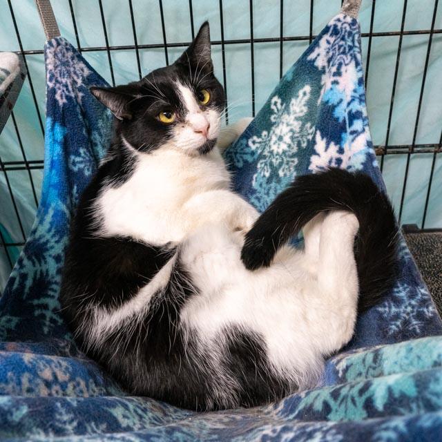 Onyx, Adoptable, Adult Female Domestic Short Hair.