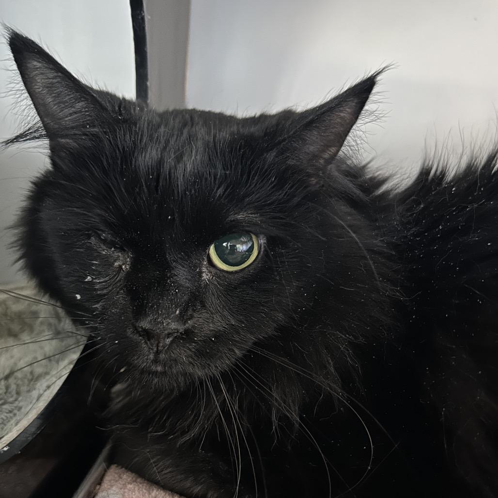 Toothless, Adoptable, Adult Male Domestic Medium Hair.