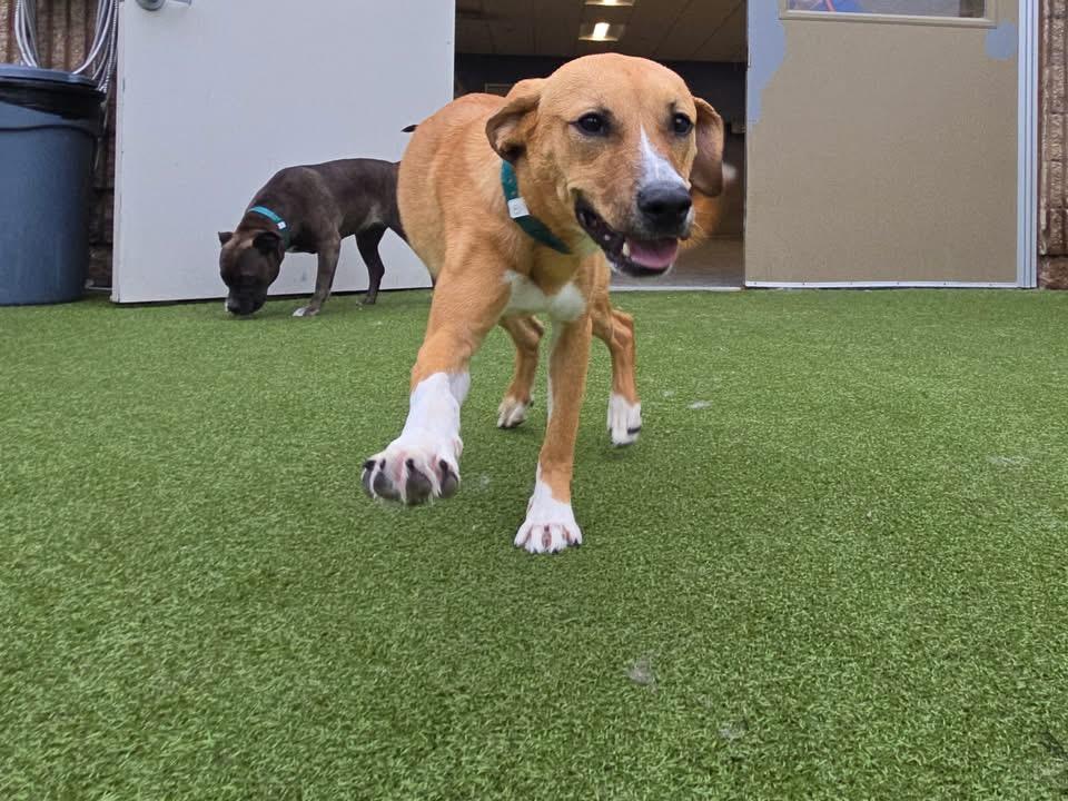 Enlarge Urgent! Ginger, a Adopted mixed breed in Warminster, PA image 5/6