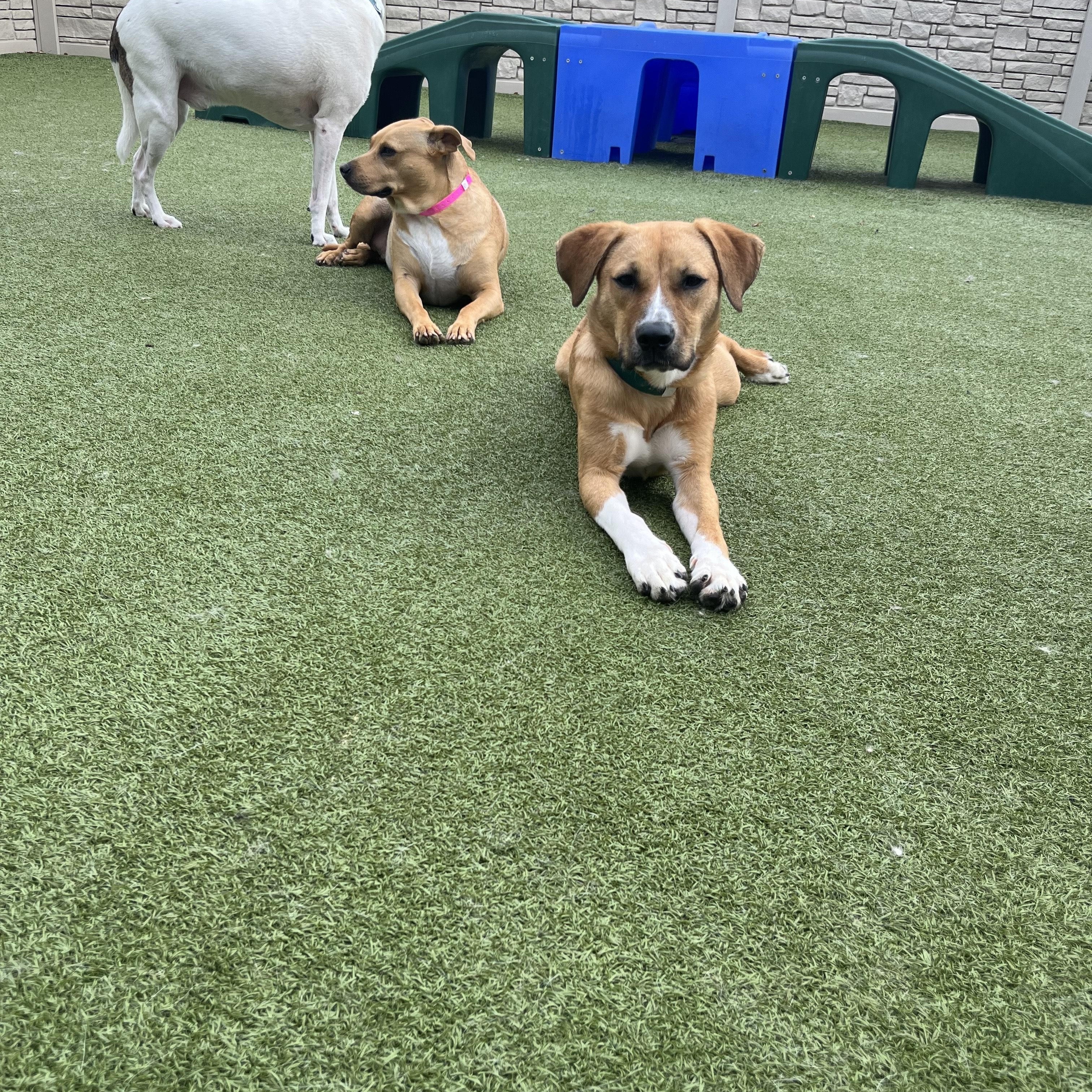 Urgent! Ginger, Adopted, Young Female Hound.