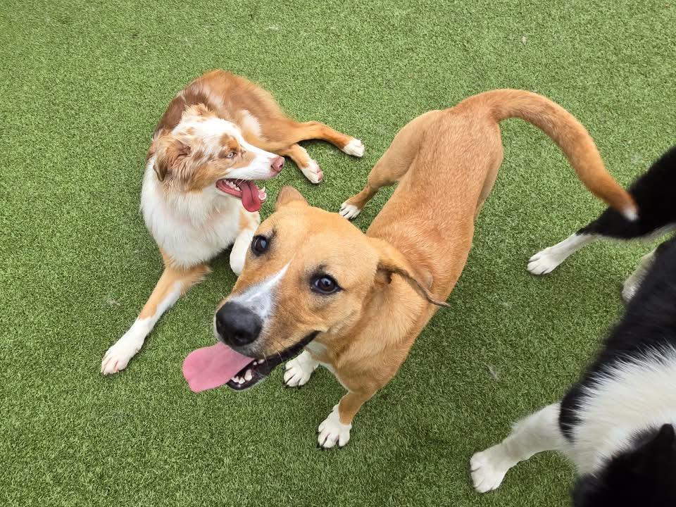 Enlarge Urgent! Ginger, a Adopted mixed breed in Warminster, PA image 3/6