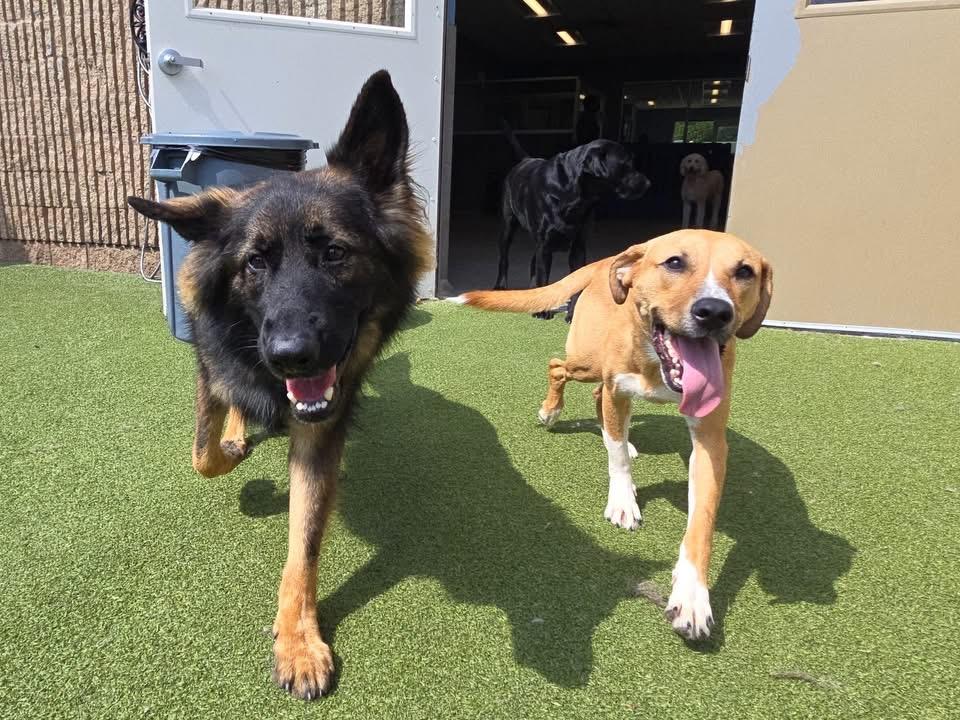 Enlarge Urgent! Ginger, a Adopted mixed breed in Warminster, PA image 4/6