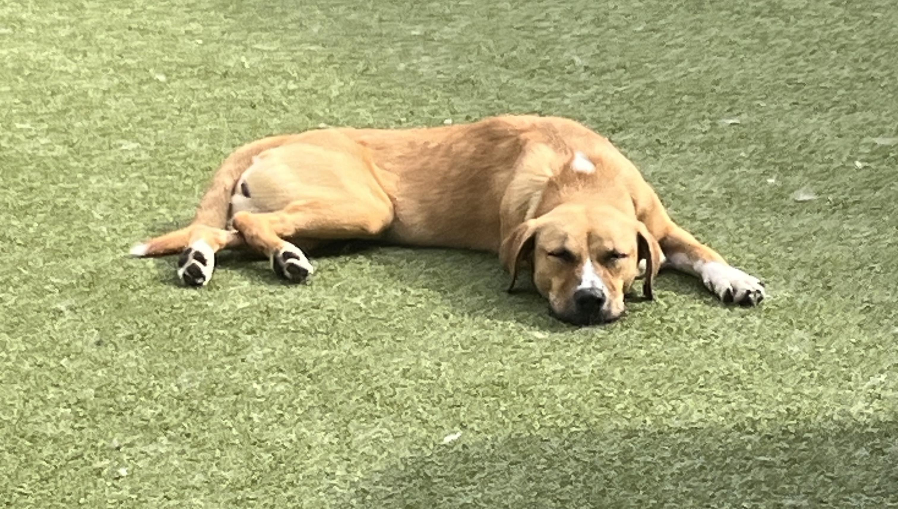 Urgent! Ginger, Adopted, Young Female Hound.