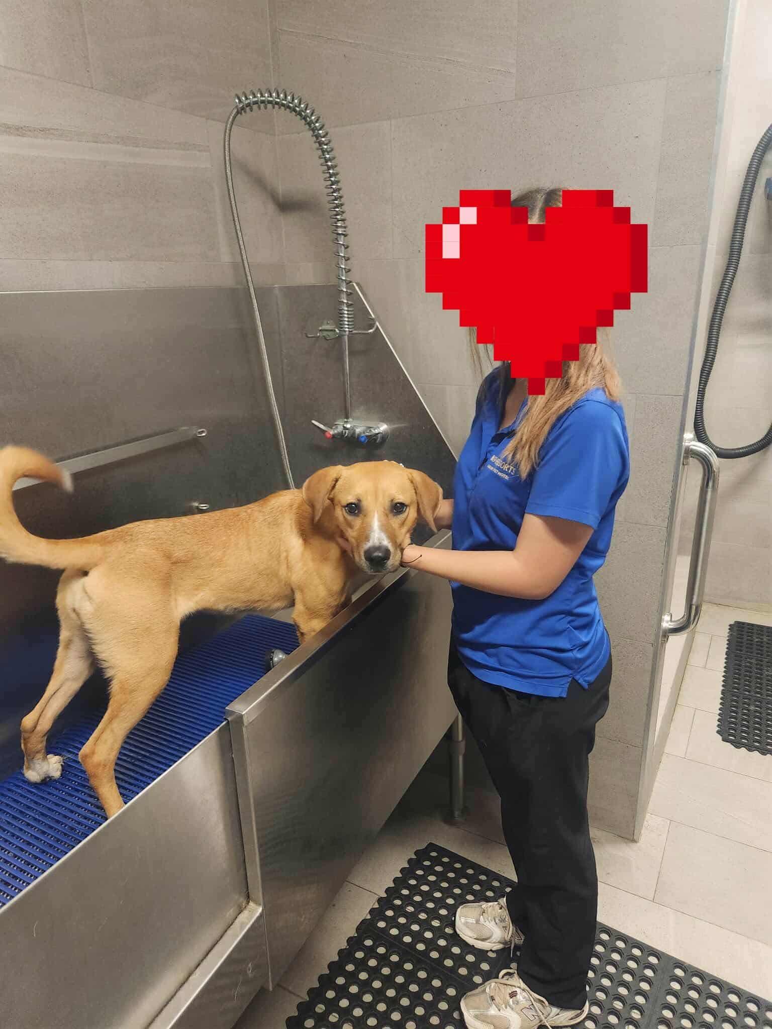 Enlarge Urgent! Ginger, a Adopted mixed breed in Warminster, PA image 6/6