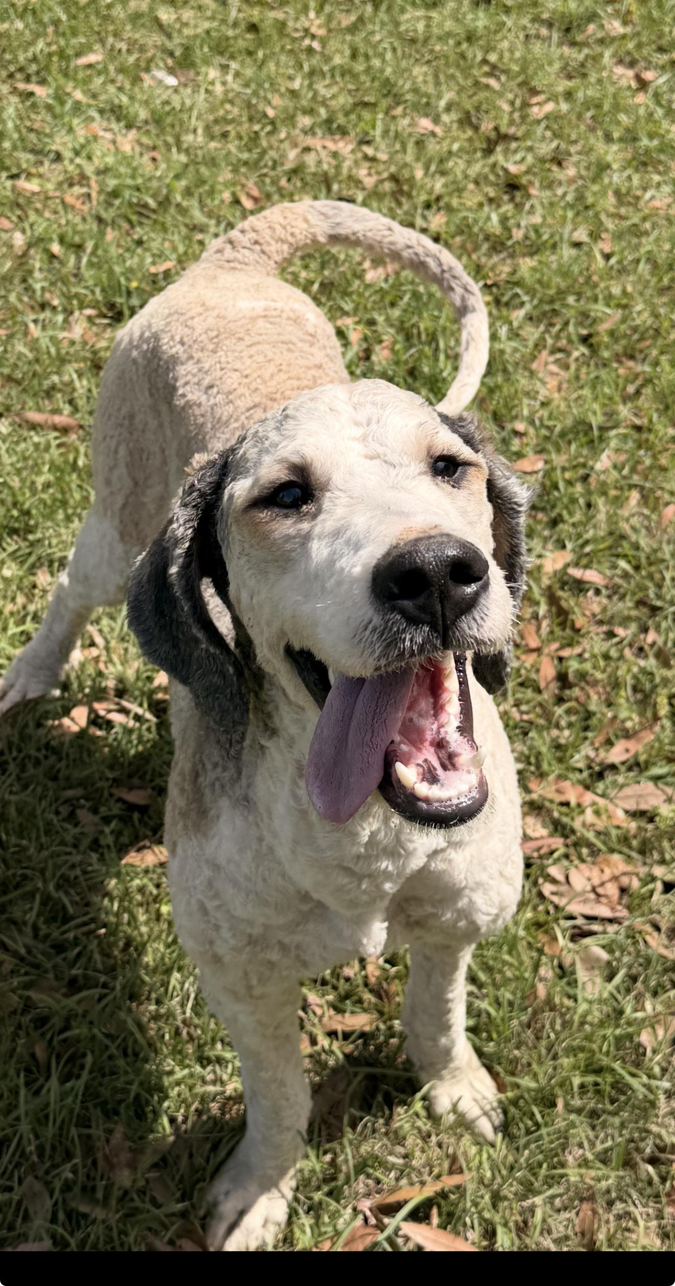 Enlarge Daisy , a ADOPTABLE Standard Poodle in South Amboy, NJ image 1/1