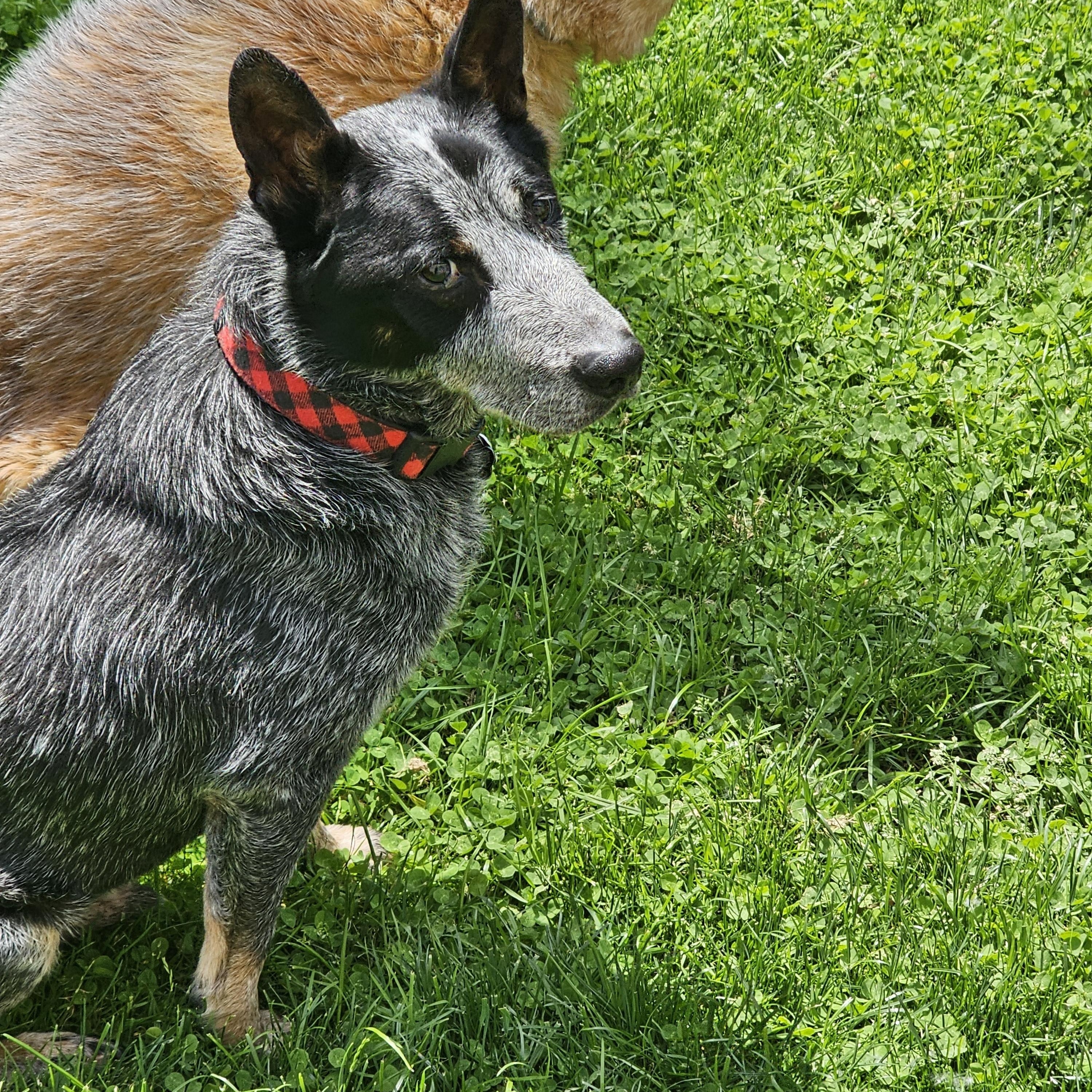 Alfred, Adoptable, Adult Male Australian Cattle Dog / Blue Heeler.
