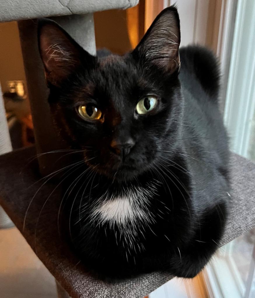 Tabatha, Adoptable, Young Female Domestic Short Hair.