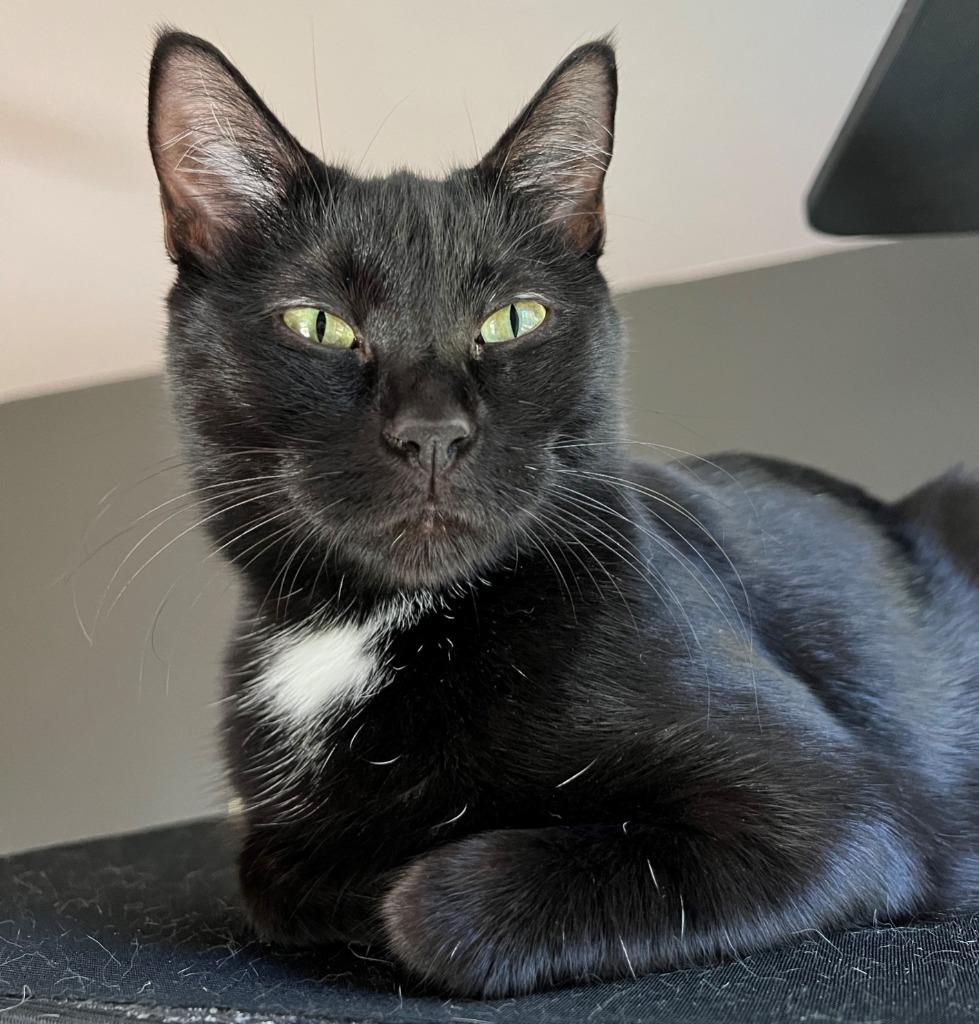 Enlarge Tabatha, a Adoptable mixed breed in Cumberland, ME image 2/2