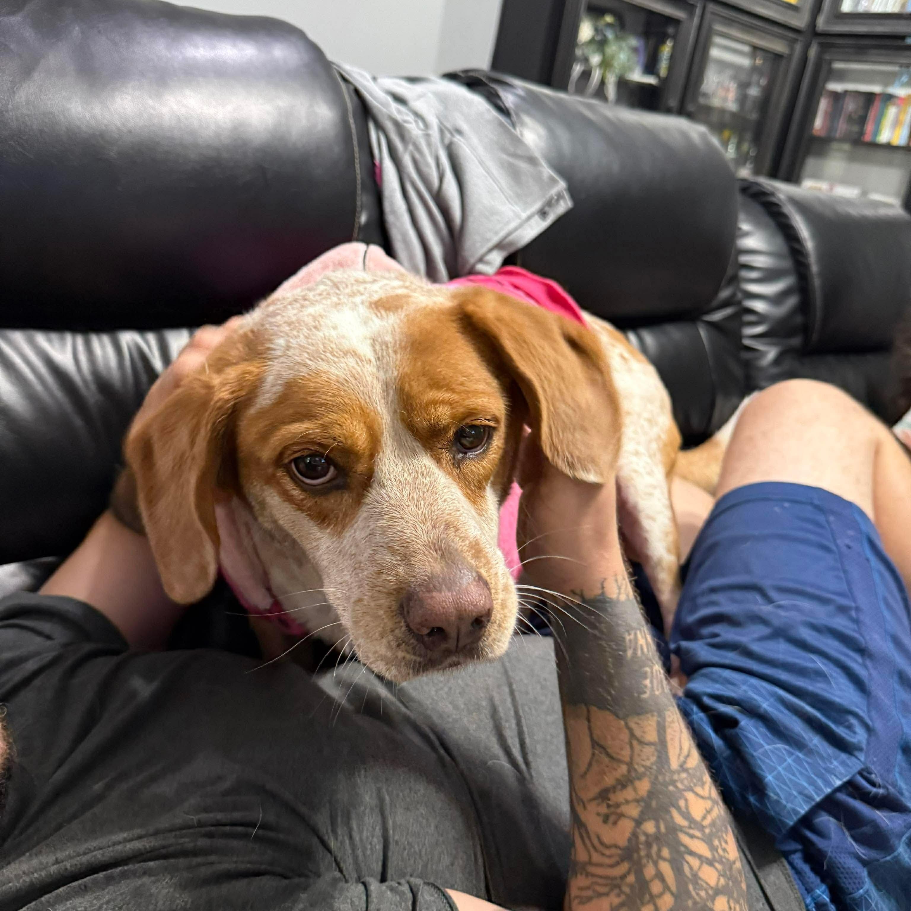 Enlarge Nipsey, a Adoptable mixed breed in Hagerstown, MD image 6/6