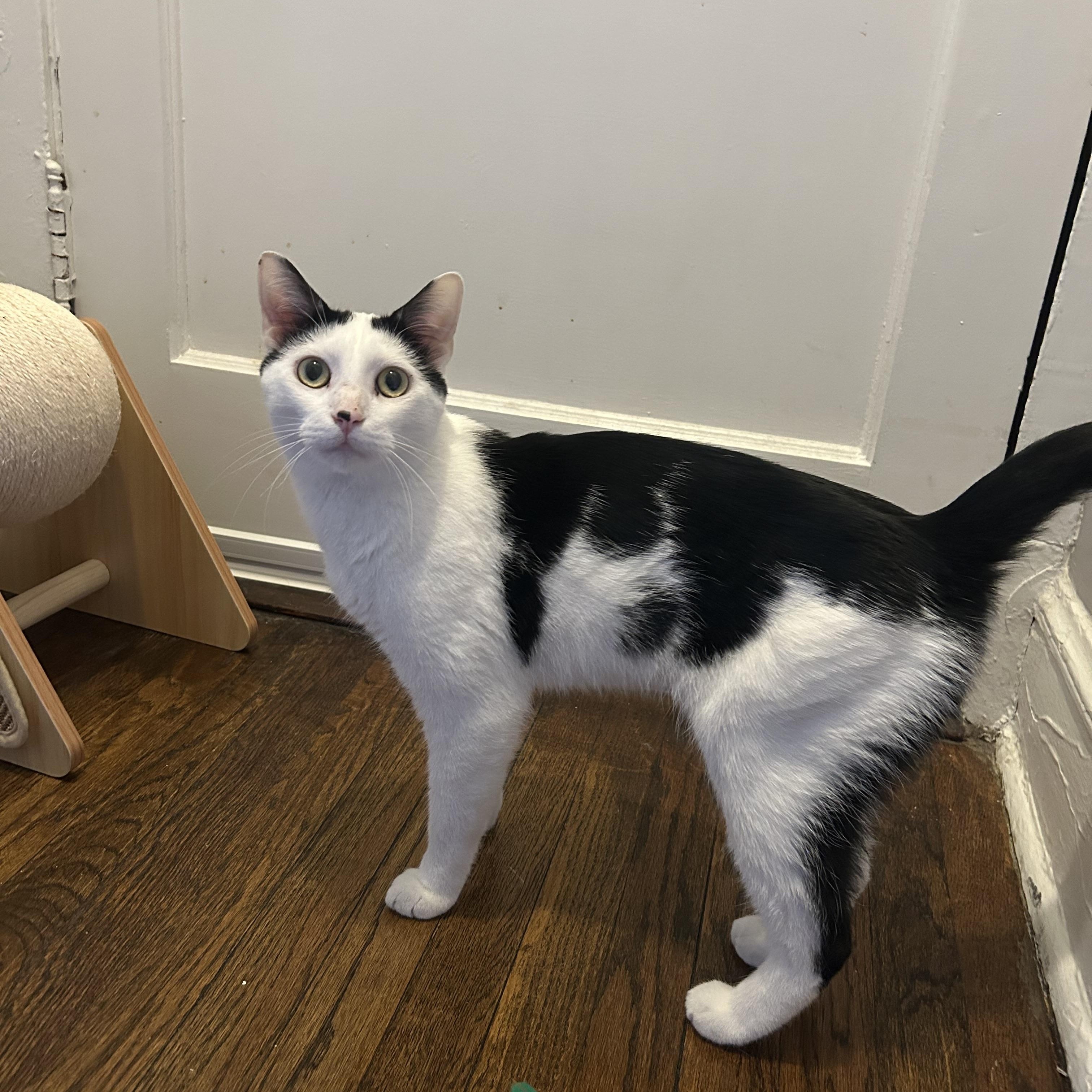 Enlarge Abraham, a ADOPTABLE Domestic Short Hair in Chicago, IL image 4/4