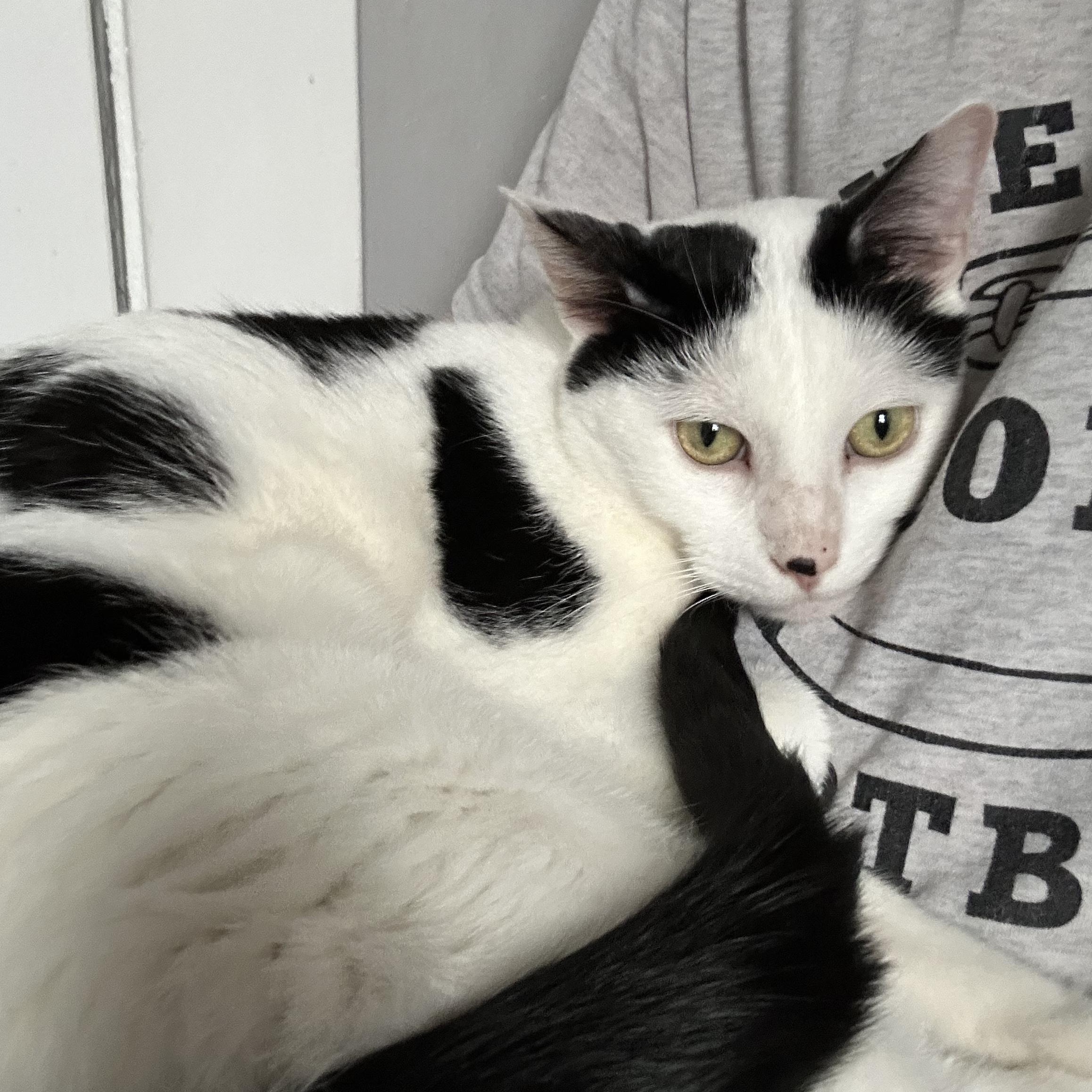 Enlarge Abraham, a ADOPTABLE Domestic Short Hair in Chicago, IL image 3/4