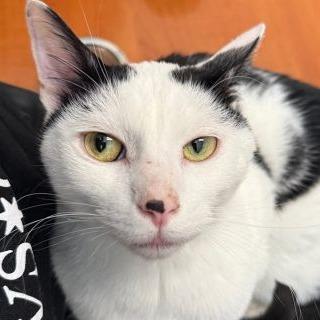 Abraham, ADOPTABLE, Adult Male Domestic Short Hair.