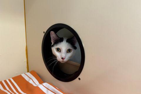 Enlarge Abraham, a ADOPTABLE Domestic Short Hair in Chicago, IL image 2/4