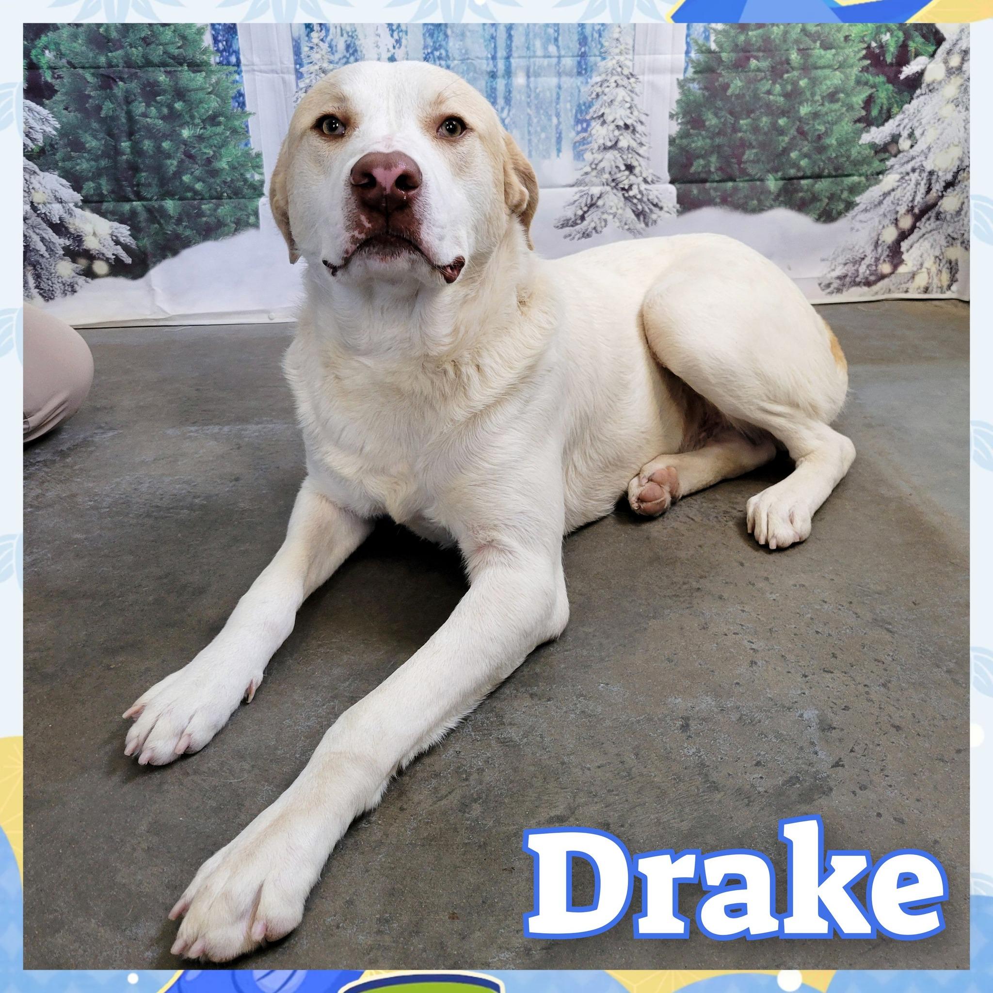 Drake, Adult Male Labrador Retriever