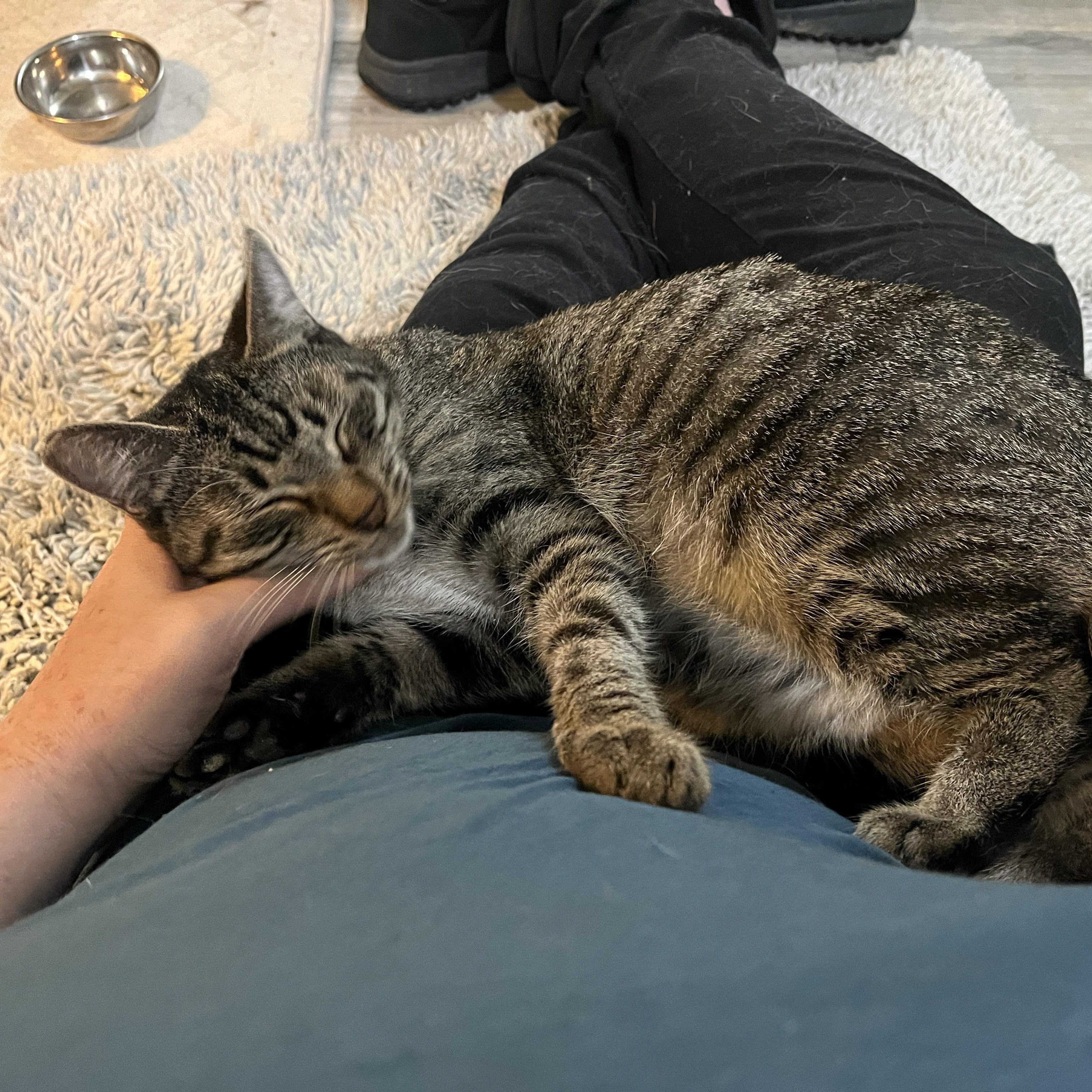 Biscuit Brown, a Adoptable Domestic Short Hair in Gresham, OR image 1/4