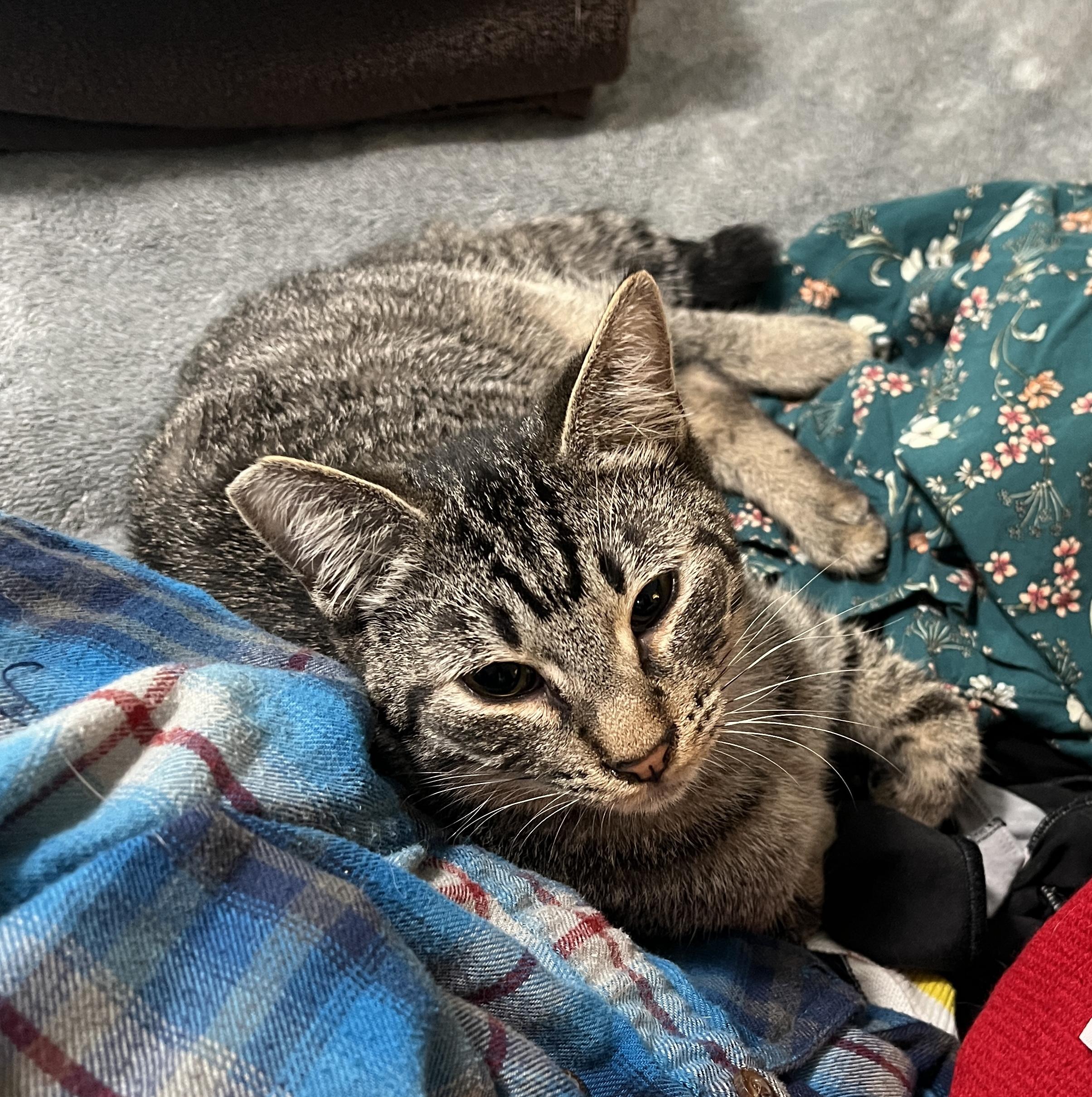 Biscuit Brown, a Adoptable Domestic Short Hair in Gresham, OR image 2/4