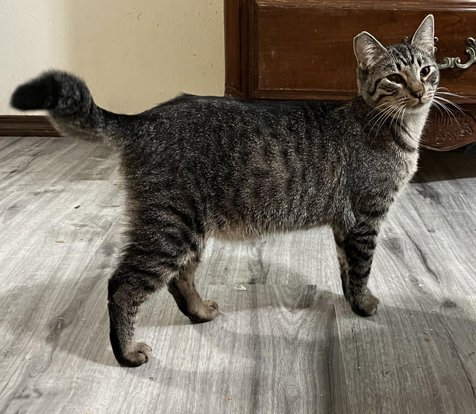 Biscuit Brown, a Adoptable Domestic Short Hair in Gresham, OR image 3/4