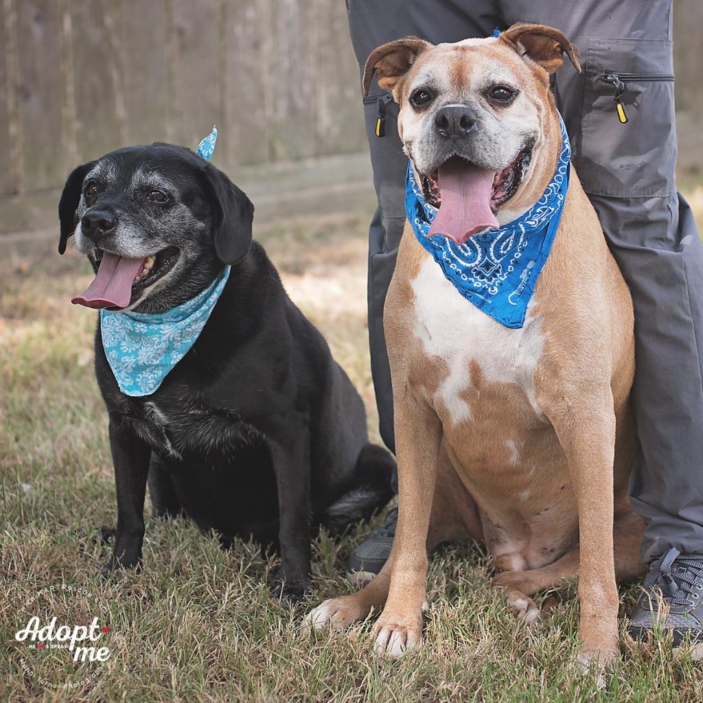 King, Adoptable, Senior Male Labrador Retriever & French Bulldog.