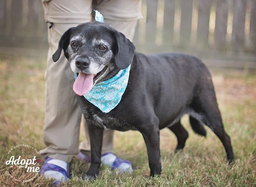 Enlarge King, a Adoptable mixed breed in Hockley, TX image 2/5