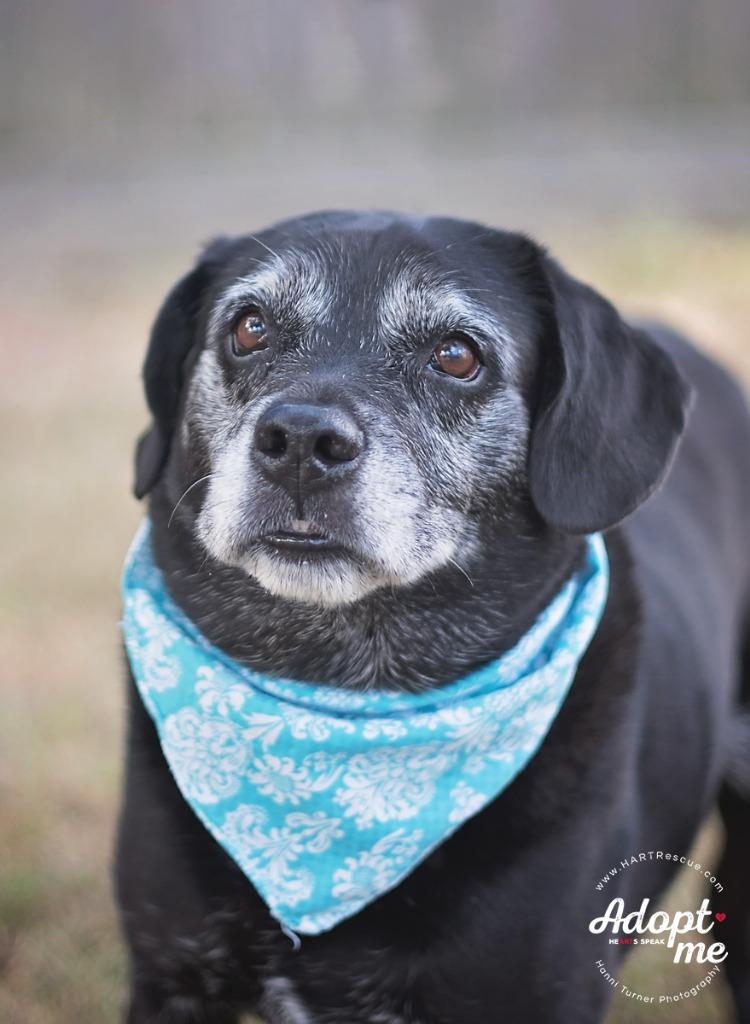 Enlarge King, a Adoptable mixed breed in Hockley, TX image 3/5