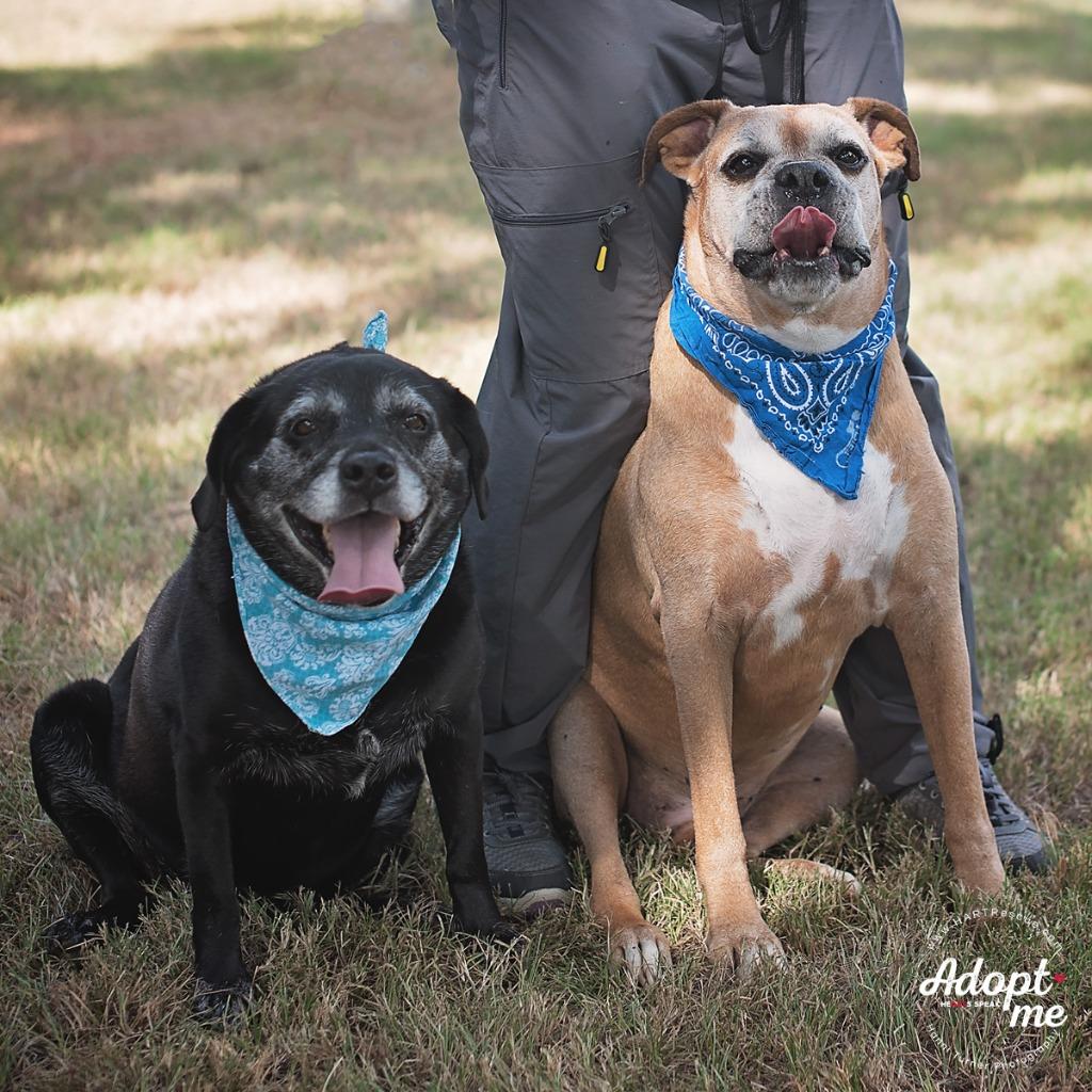 Enlarge King, a Adoptable mixed breed in Hockley, TX image 4/6