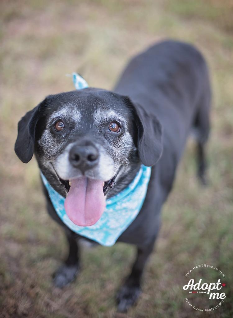 Enlarge King, a Adoptable mixed breed in Hockley, TX image 5/6