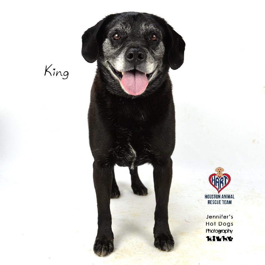 Enlarge King, a Adoptable mixed breed in Hockley, TX image 6/6