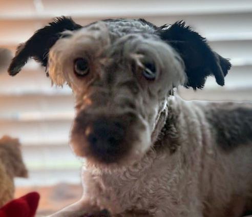 Skyler, Adoptable, Adult Female Schnauzer.