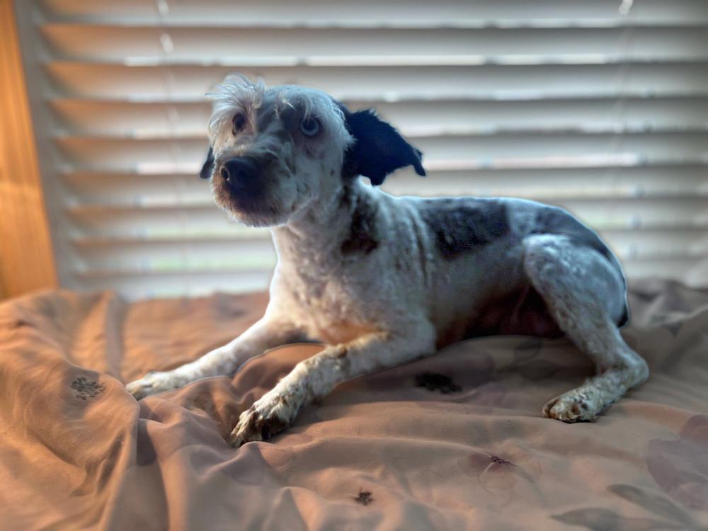 Enlarge Skyler, a Adoptable Schnauzer in Milton, GA image 2/4