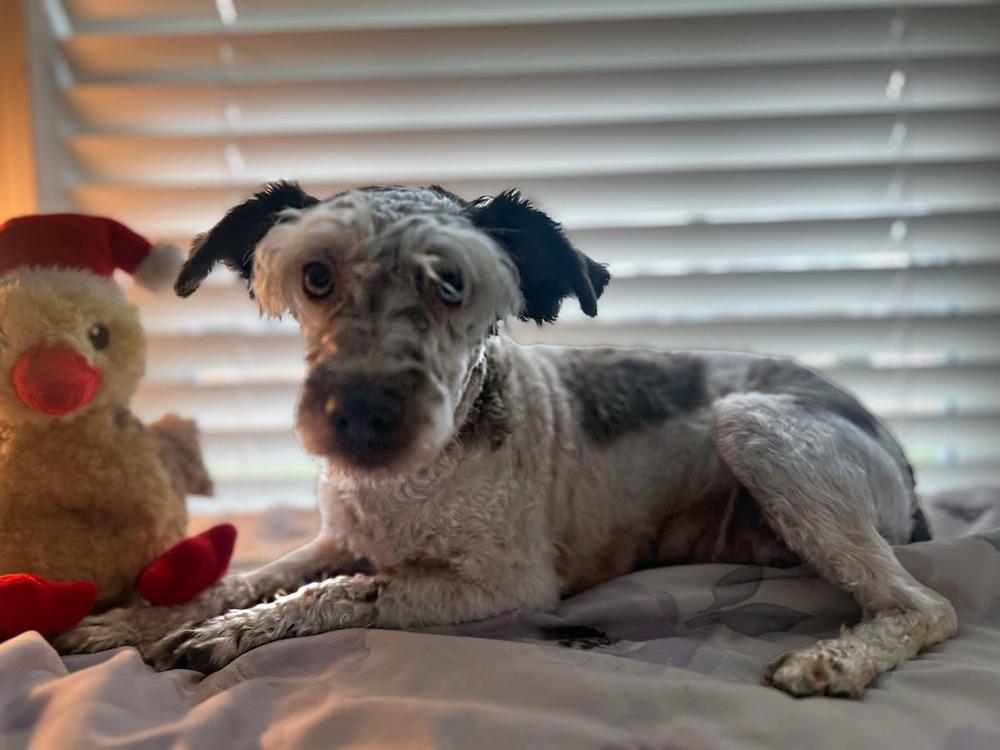 Enlarge Skyler, a Adoptable Schnauzer in Milton, GA image 3/4