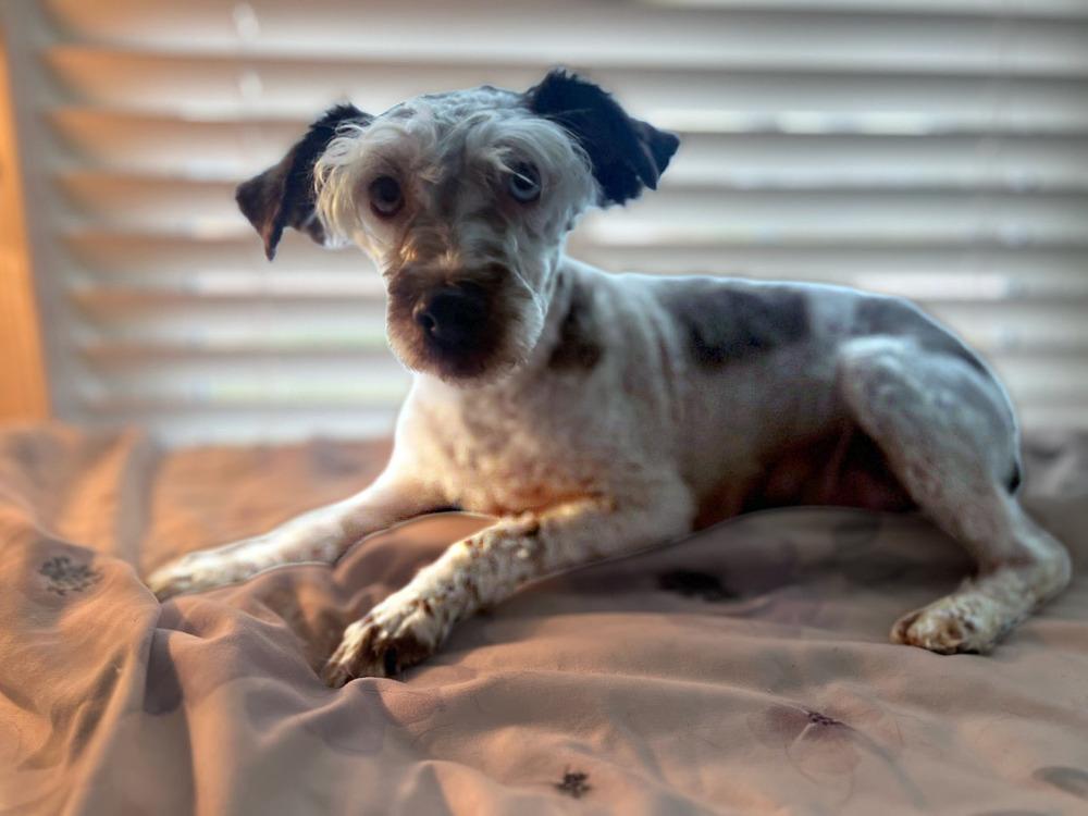 Enlarge Skyler, a Adoptable Schnauzer in Milton, GA image 4/4