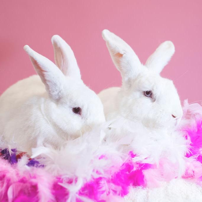 Armstrong, Adoptable, Adult Male American & Flemish Giant.