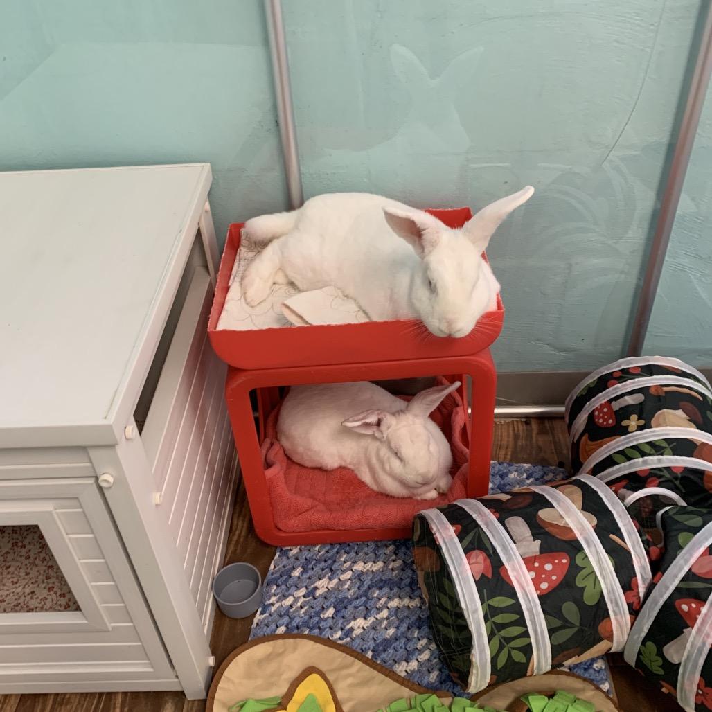 Enlarge Armstrong, a Adoptable mixed breed in Port Richey, FL image 2/3