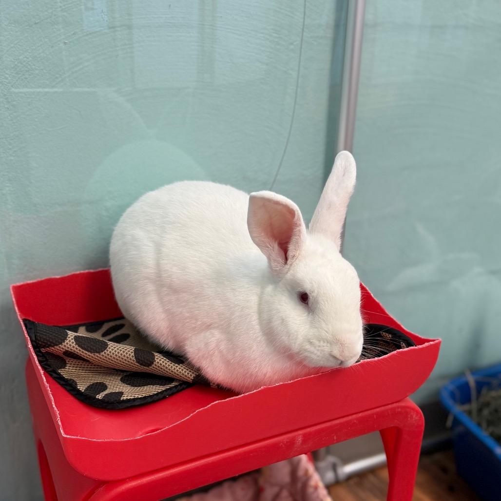 Enlarge Armstrong, a Adoptable mixed breed in Port Richey, FL image 3/3