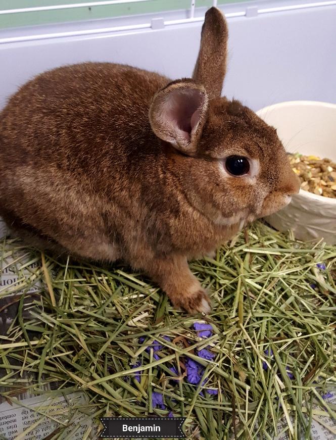 Benjamin, Adoptable, Adult Male Bunny Rabbit.