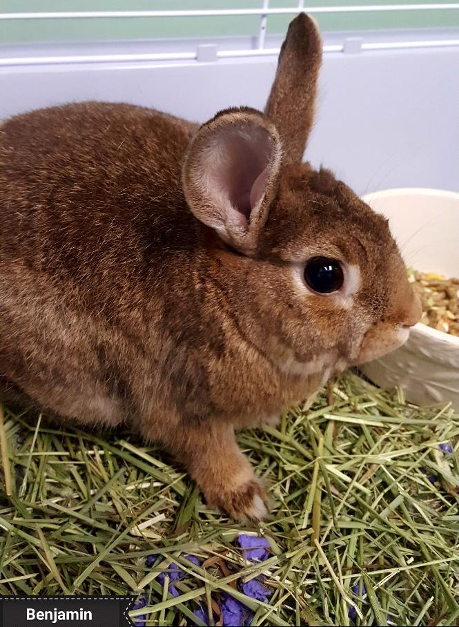 Benjamin, a Adoptable Bunny Rabbit in Key Largo, FL image 2/2