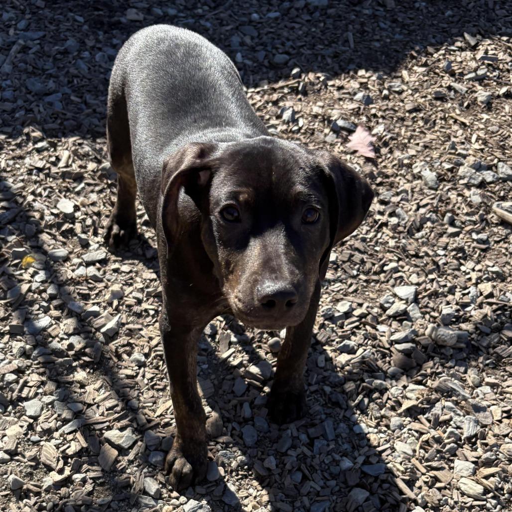 Joey, Adoptable, Puppy Male Catahoula Leopard Dog & Hound.