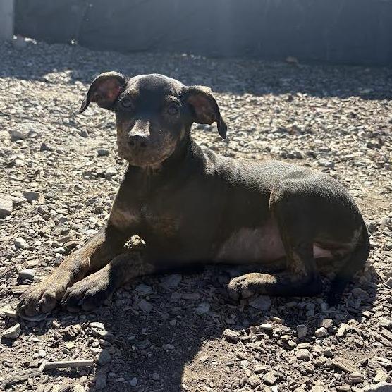 Enlarge Joey, a Adoptable mixed breed in Wappingers Falls, NY image 3/3