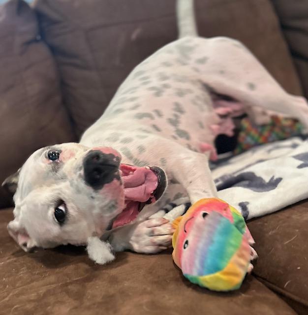 Lolli - house-trained!