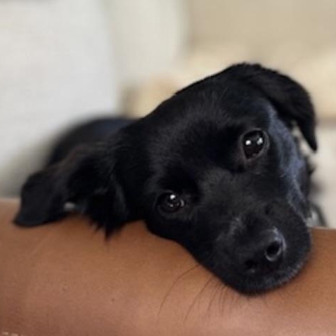 Tootie, an adopted mixed breed in norwalk, CT image 5/6