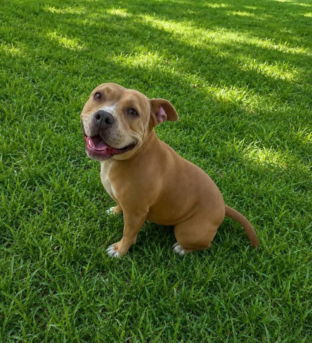 Enlarge Penny, a ADOPTABLE Pit Bull Terrier in Homer Glen, IL image 3/5