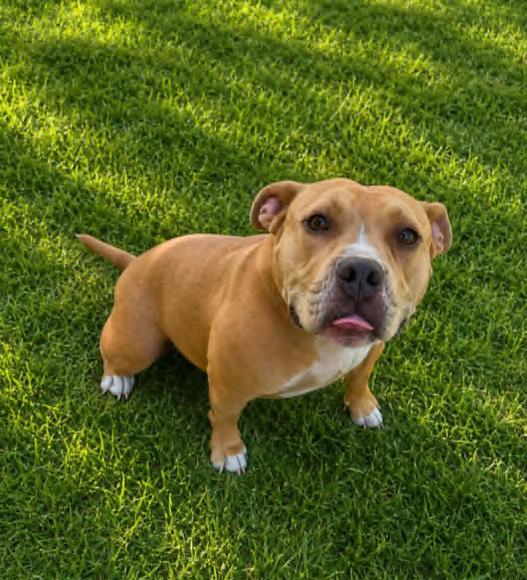 Enlarge Penny, a ADOPTABLE Pit Bull Terrier in Homer Glen, IL image 4/5
