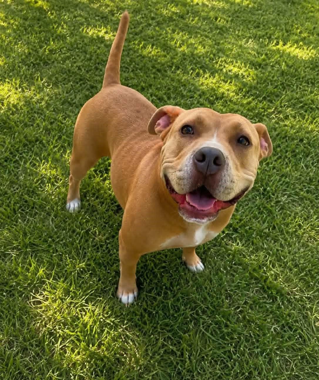Penny, ADOPTABLE, Adult Female Pit Bull Terrier.